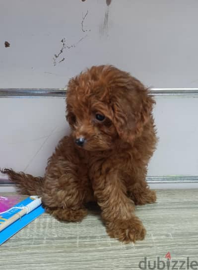 poodle بودل جراوي