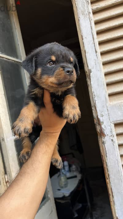 Rottweiler puppy vaccinations