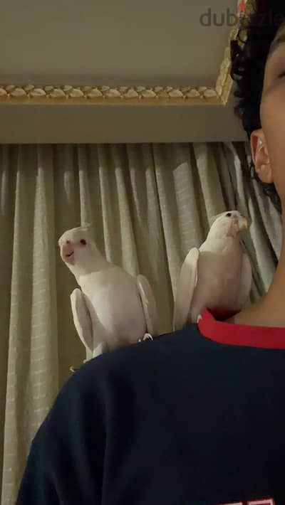 جوز كوكتيل البينو 2 cockatiel albinos