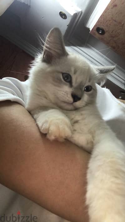 Caats