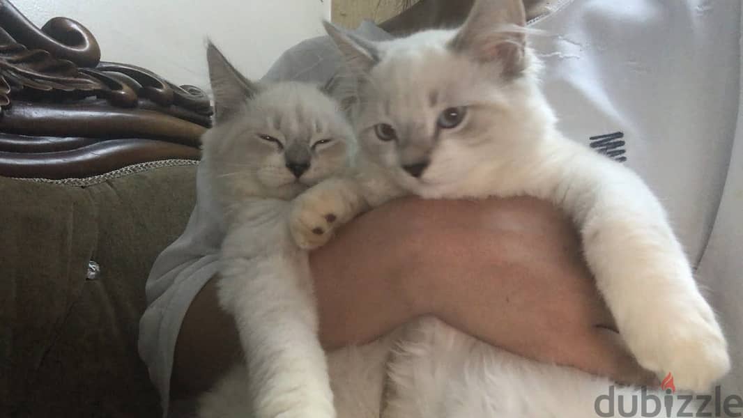 Caats 1