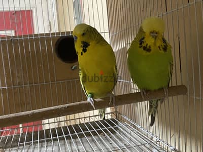جوز انصاص