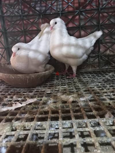 قص كينج ابيض شغال