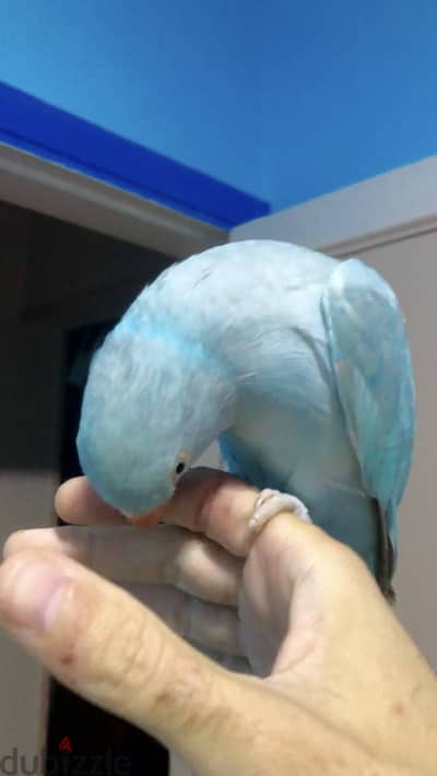 بغبغاء متكلم ومدرب