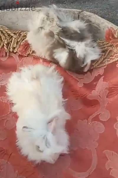 غينيا بيج سوبر لونج هير