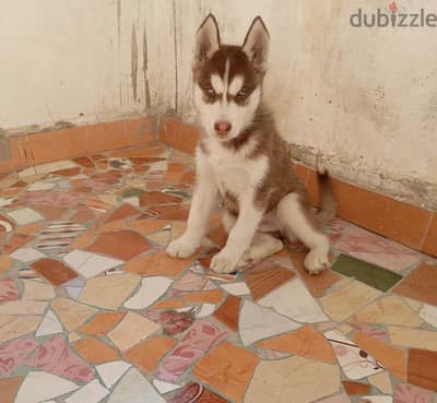 Husky