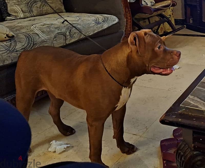 Russian Pitbull 1
