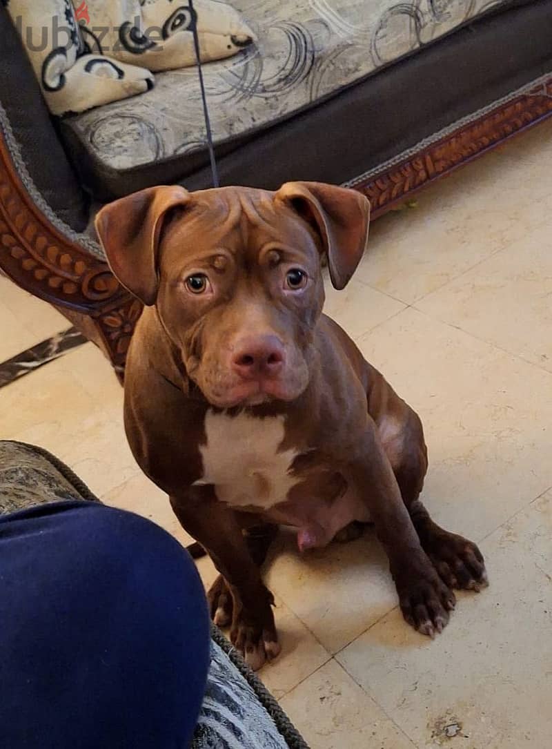 Russian Pitbull 2