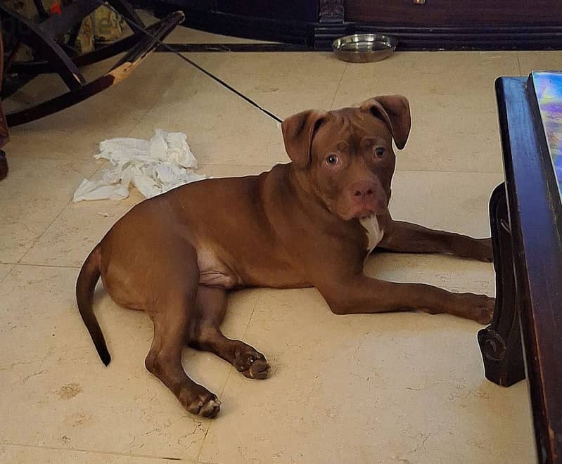 Russian Pitbull 3