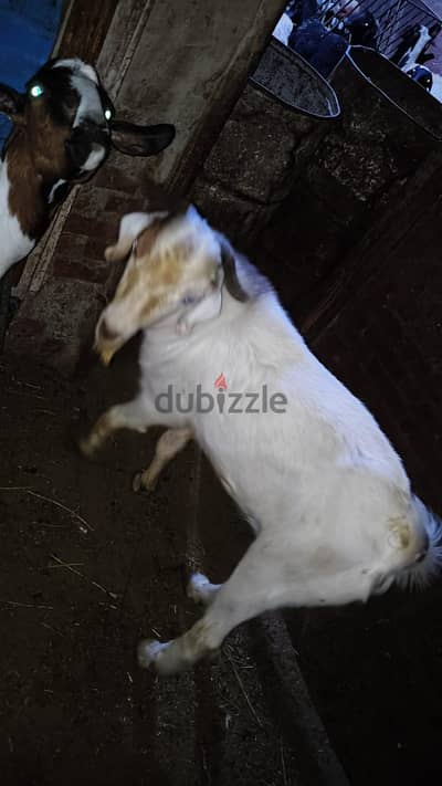 جدى لحم فوق الممتاز  بفضل الله