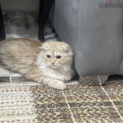 شراء قطط سكوشي فولد