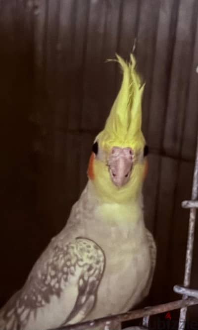 ايزابيل