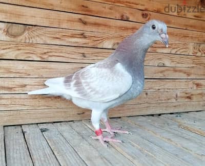 زغاليل حمام زاجل مستوي قوي طالع علي كورس فيتامينات