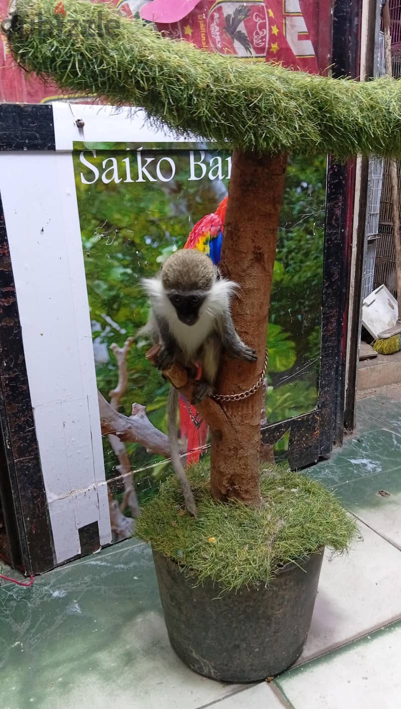 saiko park 1