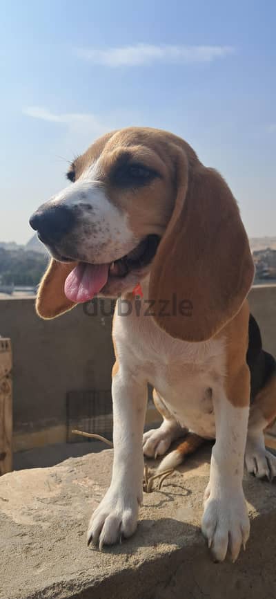 بيجل بنت للبيع عمرها ٤ شهور Beagle