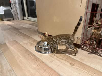 Bengal kittens