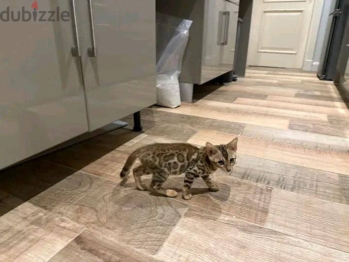 Bengal kittens 1