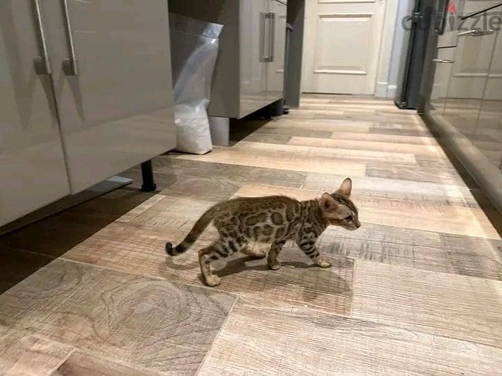 Bengal kittens 3