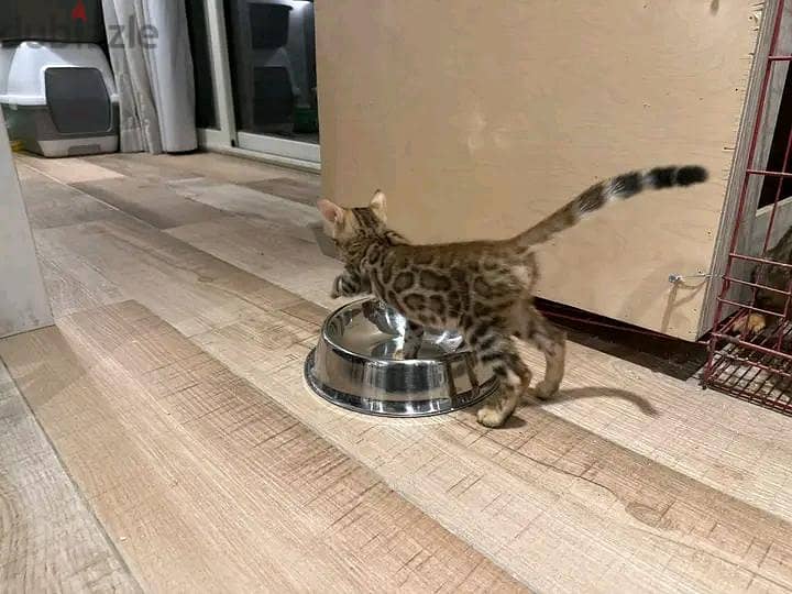 Bengal kittens 4