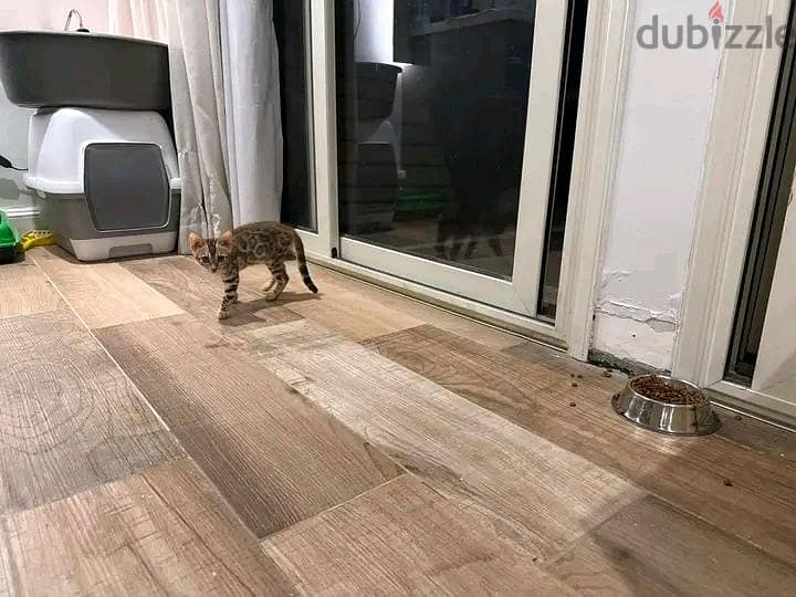Bengal kittens 5