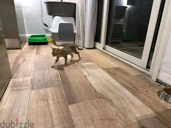 Bengal kittens 6
