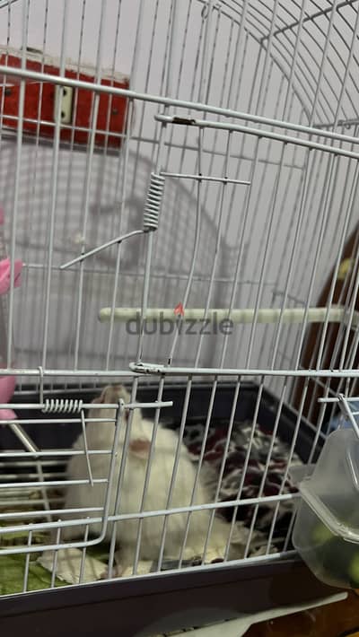 Albino Syrian hamster with his cage , water dispenser,sand