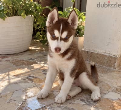 Husky