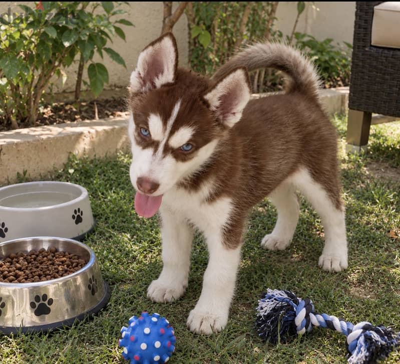 Husky 1