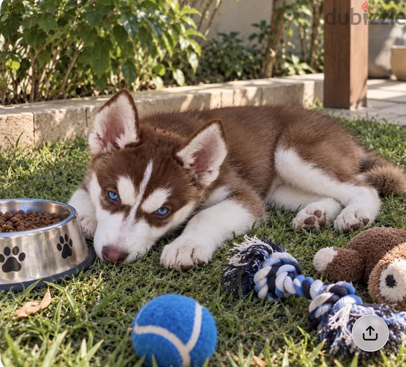 Husky 2