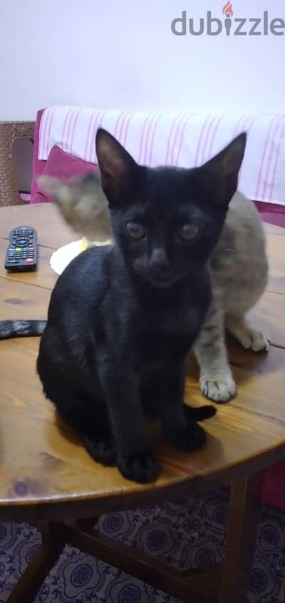 Egyptian or sphynx kitten