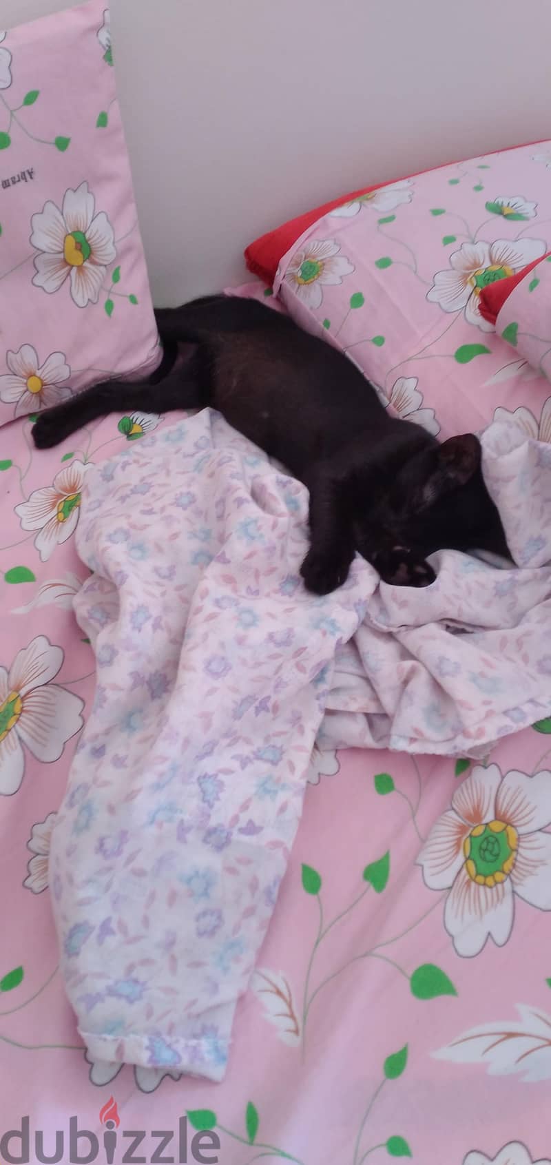 Egyptian or sphynx kitten 1
