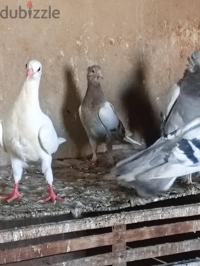 زغاليل