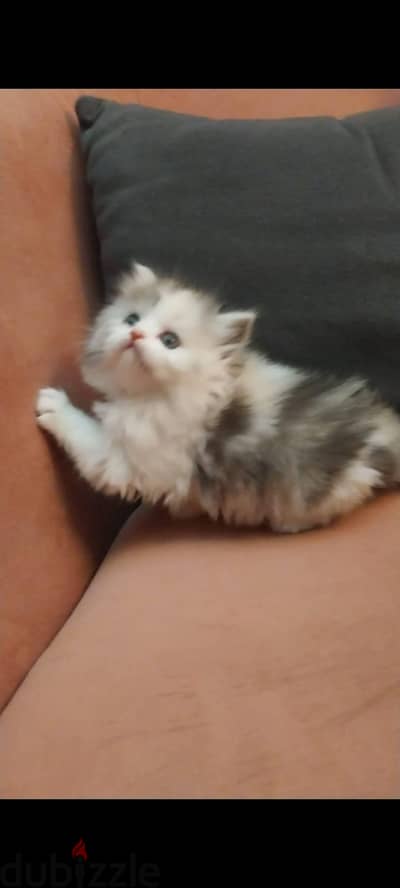 pure shirazi male female kitten 47dayكيتن بيور شيرازى