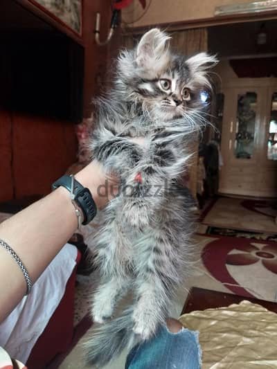 بنتين شيرازي مون فيس للبيع