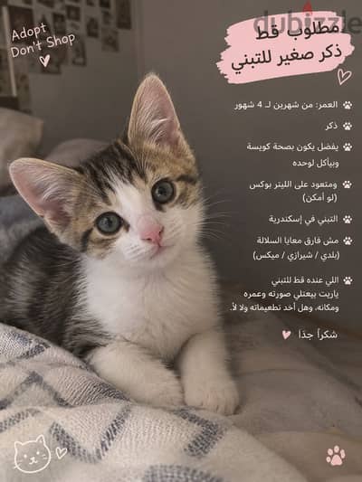 قط ذكر صغير للتبني في الاسكندريه