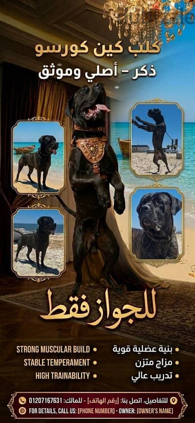 للزواج فقط