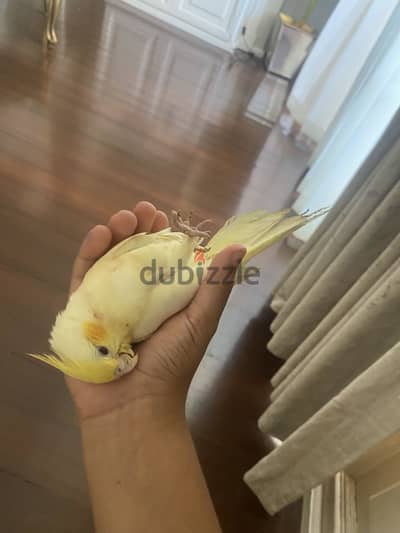 Trained cocktail