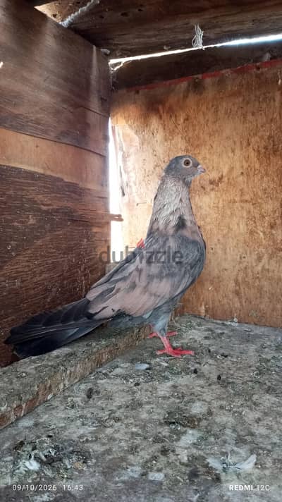 قصوص جمعيات وغزرات شغالين