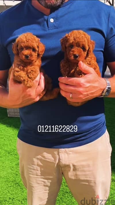 Toy poodle puppies توي بودل