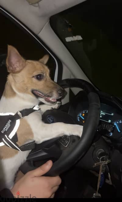 Beautiful 6 months old male jack russell terrier Beautiful 6 months old male jack russell terrier