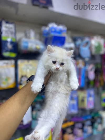 pet corner store