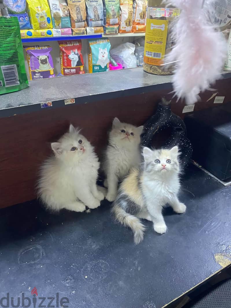 pet corner store 1