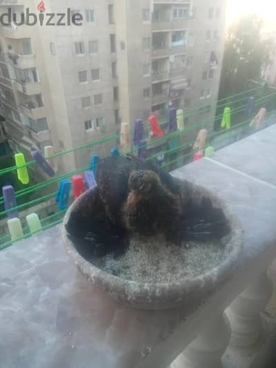 زغلول بيور لسه بطش السراويل بدمها لسه