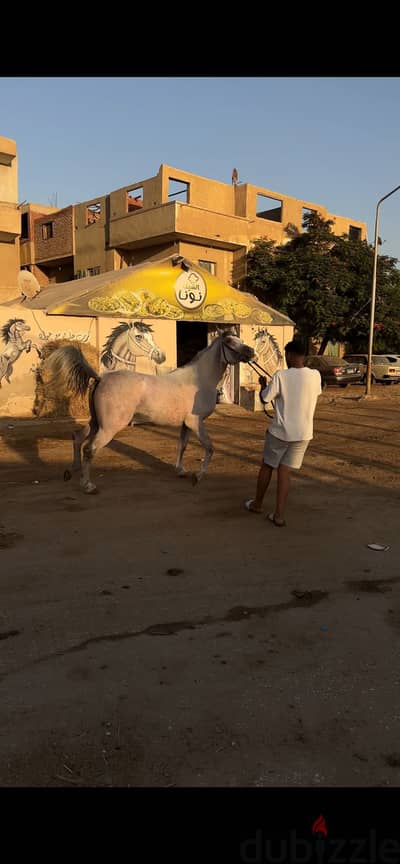حصان عربي للبيع