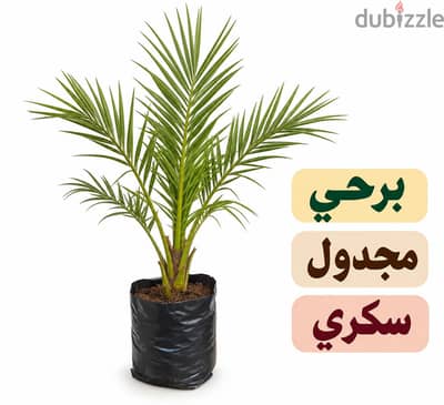 شتلات نخيل للبيع – برحي، سكري، مجدول