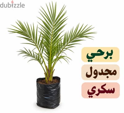 شتلات نخيل للبيع – برحي، سكري، مجدول