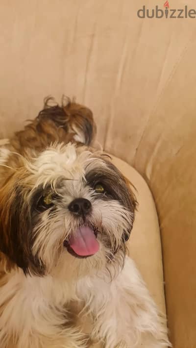 Female purebred Shih tzu Fully Vaccinatdd