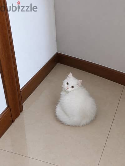 cat for sale