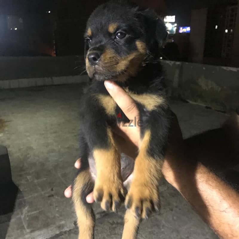 dogss 1