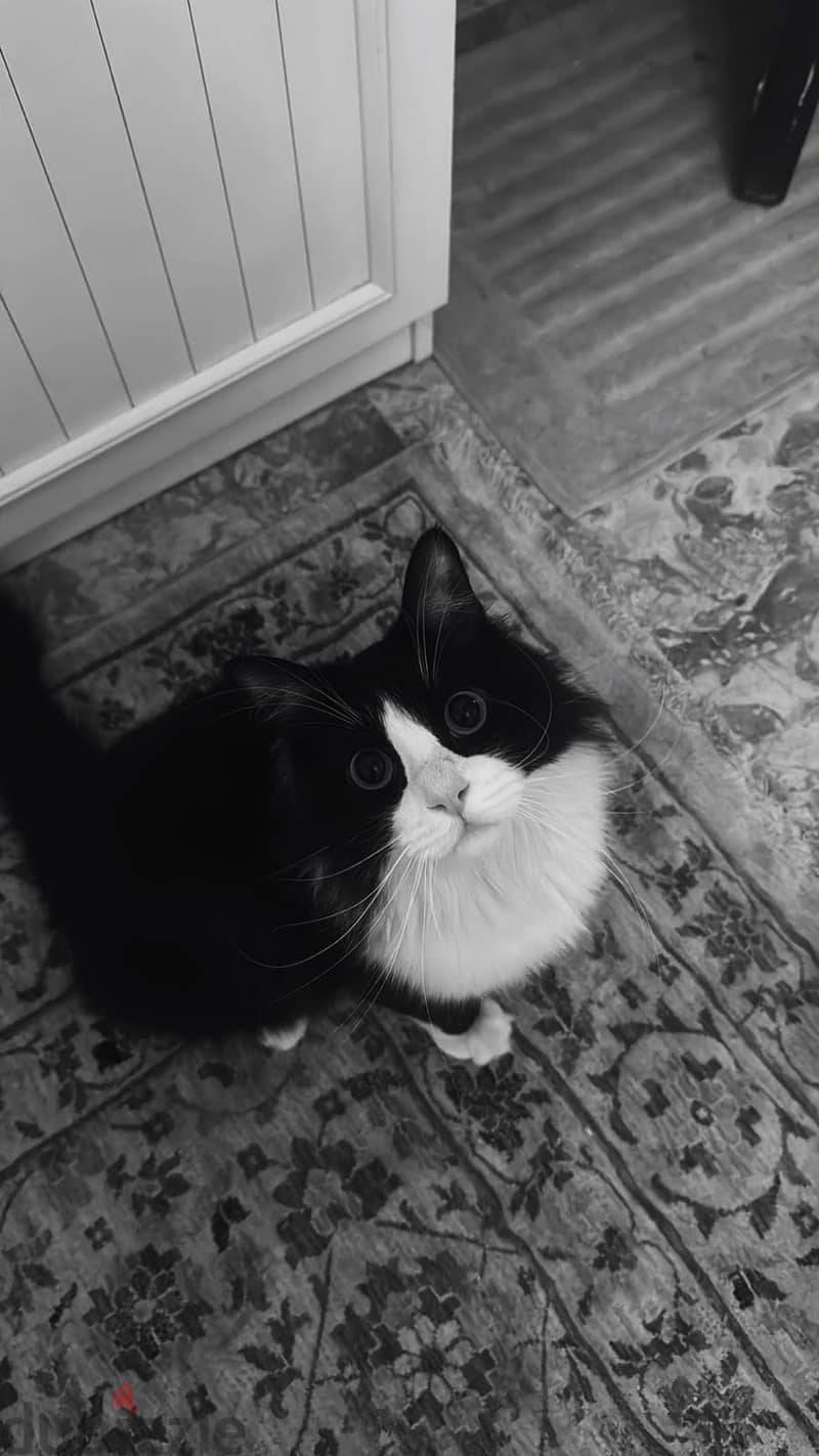 For adoption 2